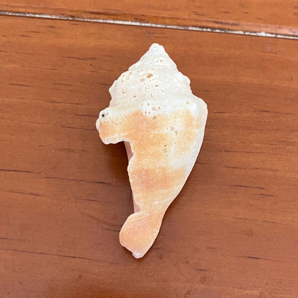 Shell